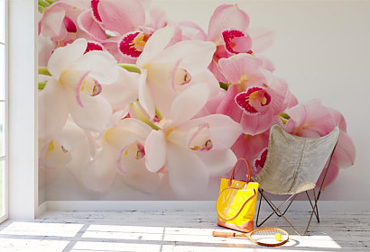Fototapeta Exotická orchidea 